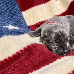 Justice for All - Gray brindle Cane Corso puppy in Asheville, North Carolina from War Dogs