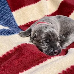 Justice for All - Gray brindle Cane Corso puppy in Asheville, North Carolina from War Dogs