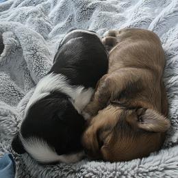 Havanese Puppies from Juniper Grove Havanese