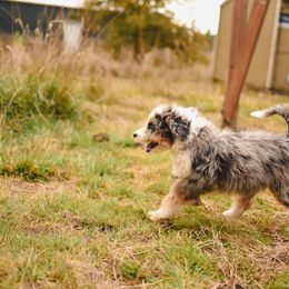Aussiedoodle, Australian Labradoodle, Bernedoodle, and Golden Retriever Puppies from Golden Light Puppies