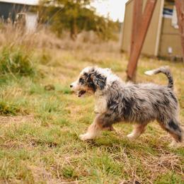 Aussiedoodle, Australian Labradoodle, Bernedoodle, and Golden Retriever Puppies from Golden Light Puppies