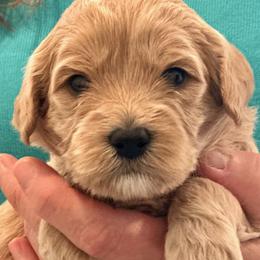 Girl 2 - female Australian Labradoodle puppy in Bend, Oregon from High Desert Labradoodles