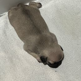 Pug Puppies from Southern Pugs