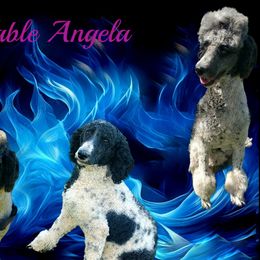 Angie - Poodle