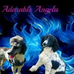 Angie - Poodle