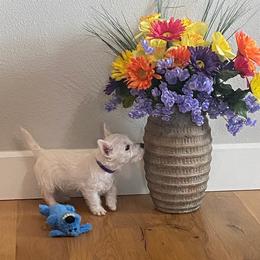 West Highland White Terrier Puppies from Ravens Nest Westies
