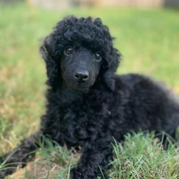 AKC Raven - Yellow - Black female Poodle puppy in Baytown, Texas from Charlotte & Co. Miniature Poodles