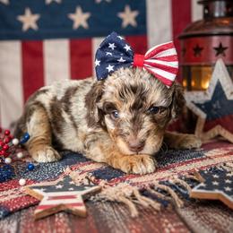 Girl 4, Jessa - Merle female Bernedoodle puppy in Delphos, Ohio from Route 66 Poodles & Doodles, Sapphire Shih-tzu's of Ohio