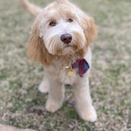 Australian Labradoodle Puppies from AussieTex Labradoodles