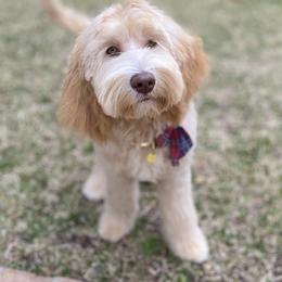 Australian Labradoodle Puppies from AussieTex Labradoodles