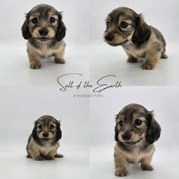 Dawn - Cream female Dachshund puppy in Zebulon, North Carolina from Salt of the Earth Dachshunds