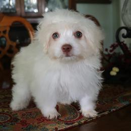 Cloud - White female Havanese puppy in Hamptonville, North Carolina from Alabama Havanese Kennel Tidewater Kennel