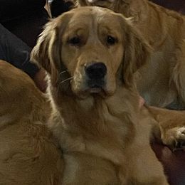 Willa - Golden Retriever