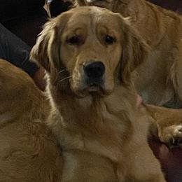 Willa - Golden Retriever