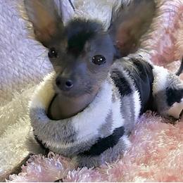 Chihuahua and Chinese Crested Puppies from Western Kentucky Chihuahua’s and Chinese Crested’s