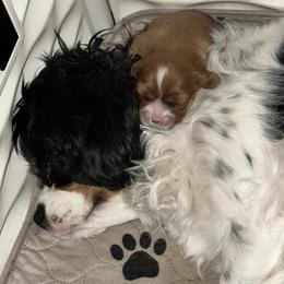 Dottie - Cavalier King Charles Spaniel
