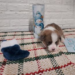 Boy 1 - Red male Pembroke Welsh Corgi puppy in Tucson, Arizona from Sierrita Mountain Corgis