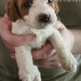 Rumi - Blenheim female Cavapoo puppy in Conklin, Michigan from Lake Michigan Couture Cavapoos & Cockapoos