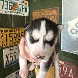 Bear - Black and white male Siberian Husky puppy in Burnsville, North Carolina from Peterson Puppies