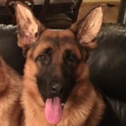 German Shepherds from Tenacious AKC German Shepherds