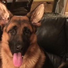 German Shepherds from Tenacious AKC German Shepherds