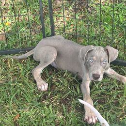 Janice - Silver female Great Dane puppy in Florida from Beachside Kennels