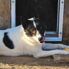 Lars - Nenets Herding Laika