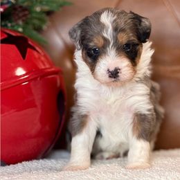 Kris - Blue merle male Aussiedoodle puppy in Burbank, Ohio from Berns & Doodles