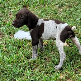 Boy 1 - Liver roan German Shorthaired Pointer puppy in Troy, North Carolina from Uwharrie GSP