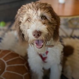 Assorted Doodle Crosses and Bearded Collie Puppies from White Tips Ranch