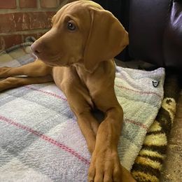 Vizsla Puppies from Kayla Peters' Vizslas