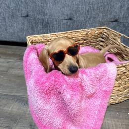 Henry - Cream male Dachshund puppy in Crossville, Tennessee from Golden Critter Farm