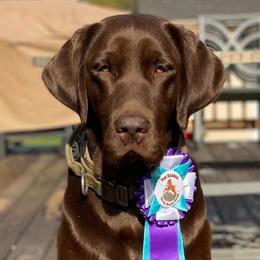 Labrador Retrievers from Tall Oaks Labs