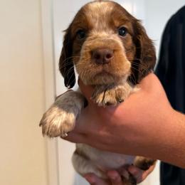 Boy 2 - Liver white and tan male English Springer Spaniel puppy in Fort Meade, Florida from Lake in the Hills Springers