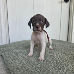 Maroon Girl - Liver and white female German Shorthaired Pointer puppy in Nampa, Idaho from Heart Mountain Cavaliers & Floating Feathers Kennel