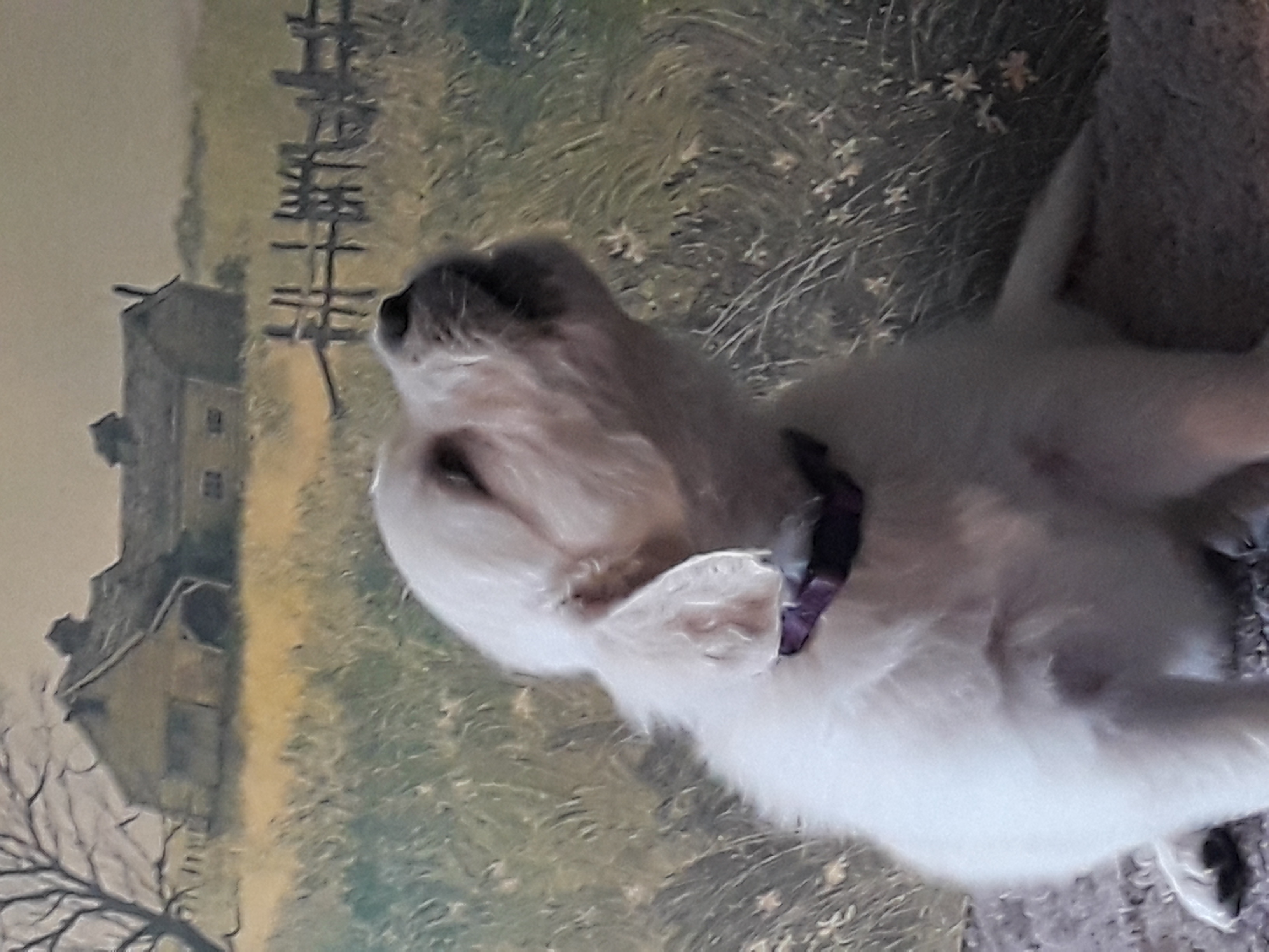 Golden Retriever Puppies from Fiddle In Gold Retrievers