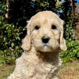 Piglet - Cream female Goldendoodle puppy in Hendersonville, North Carolina from Kim's Cove