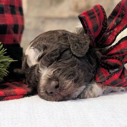 Jasper - Brown roan male Lagotto Romagnolo puppy in West Jordan, Utah from Salt Lake Lagotto