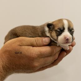 Girl 4 - Red female Pembroke Welsh Corgi puppy in Narvon, Pennsylvania from Corgi Companions (license number 18998)