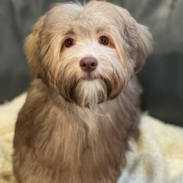 Havanese All Grown Up from HavtaHavRhavanese