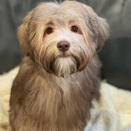 Havanese All Grown Up from HavtaHavRhavanese