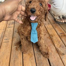 Dark green - Red  male Poodle puppy in Summit, Mississippi from poodles and doodles llc