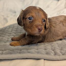 Snickers - Dapple male Dachshund puppy in Box Elder, South Dakota from Bee Sweet Dachshunds
