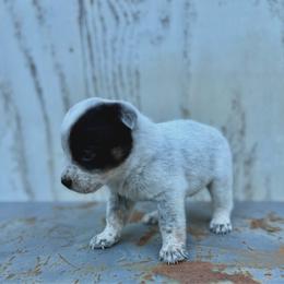 Boy 4 - Blue male Australian Cattle Dog puppy in Hurley, Virginia from BoardCamp Kennels-AKC Australian Cattle Dogs