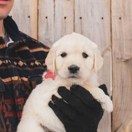 Peppermint - Light golden female Golden Retriever puppy in Mason, Michigan from Sweet Breeze Acres