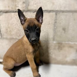 Anna - Red female Belgian Malinois puppy in Linwood, Michigan from Gillis Malinois LLC