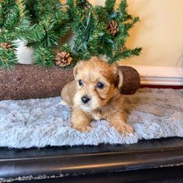 Spice - Red female Yorkipoo puppy in Henderson, North Carolina from Dorans Danes and Doodles
