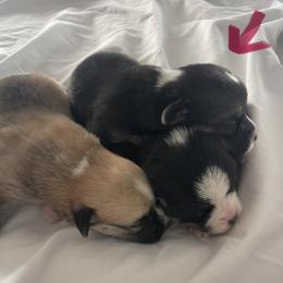 Diamond - Tri Girl - Black and tan female Pembroke Welsh Corgi puppy in Griffin, Georgia from Rollnoaks & Cottontail AKC Pembroke Welsh Corgis
