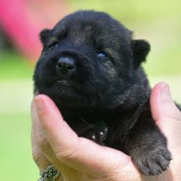 Green boy - Sable male German Shepherd puppy in Clarkrange, Tennessee from Vom Wolff