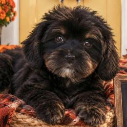 Mars - Black and tan male Yorkipoo puppy in Lebanon, Kentucky from Mosaic Merle Doodles